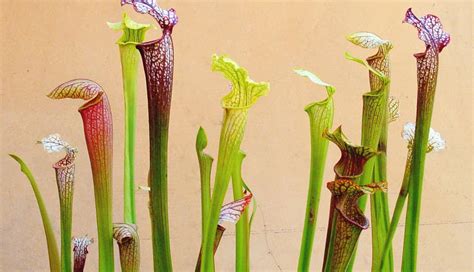 The 9 types of carnivorous plants (photos and characteristics ...