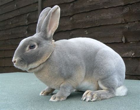 Mini Rex Rabbits For Sale | Modesto, CA #277452 | Petzlover