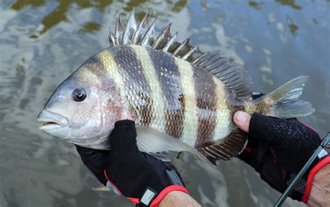 Sheepshead Francese Recipe