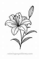 Free Printable Lily Coloring Pages For Kids sketch template
