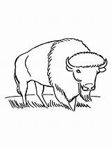 Normal Bison coloring page sketch template