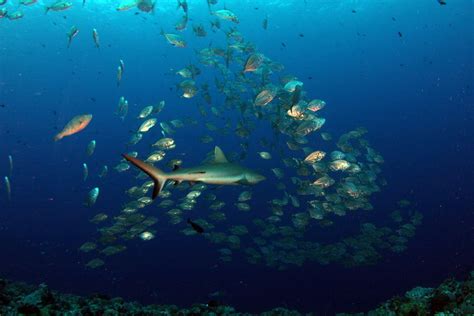 School of Fish and Shark in Water · Free Stock Photo