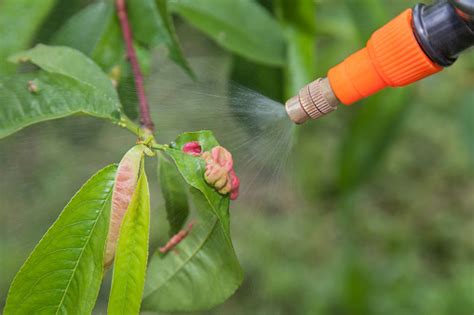 Spraying Leaves Fruit Tree Fungicide Stock Photo - Download Image Now ...