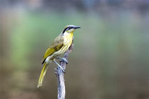 Varied honeyeater - Alchetron, The Free Social Encyclopedia