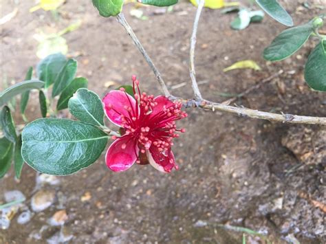 My first Pineapple Guava flower : gardening