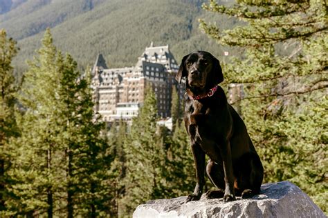 Proudly Pet-Friendly - Fairmont Banff Springs