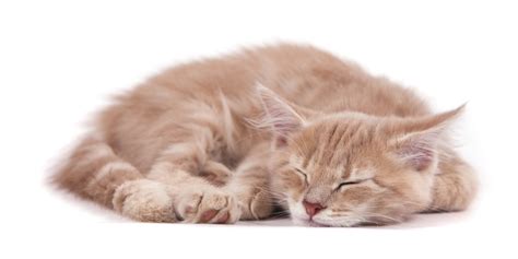 Why Do Cats Curl Into Balls When Sleeping? A Veterinarian Explains - Cats.com