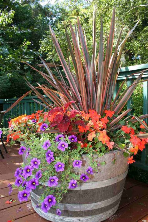 fleurs-pot-pétunias-rouge-violet-jardinière-bois-massif | Pot de fleurs, Jardinage en pots, Déco ...