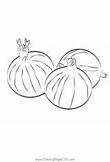 Onion Coloring Pages Kids Sketch Page sketch template