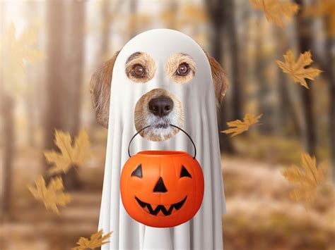 Ghost Dog Halloween Pet Cutout Halloween Digital Background Backdrop Fall Background Pet ...