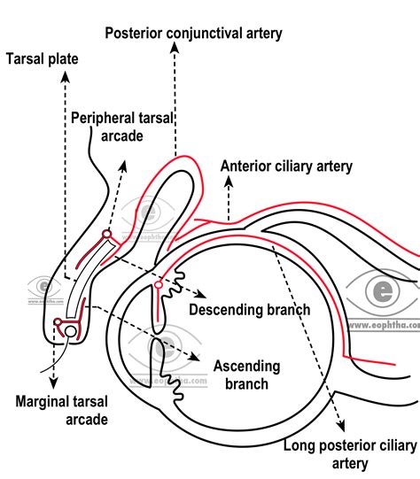 Conjunctiva Structure