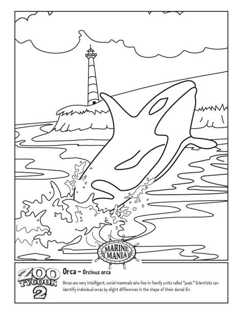 Orca Whale Coloring Page For Adults Coloring Pages