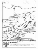 Orca Whale Coloring Pages  Home sketch template