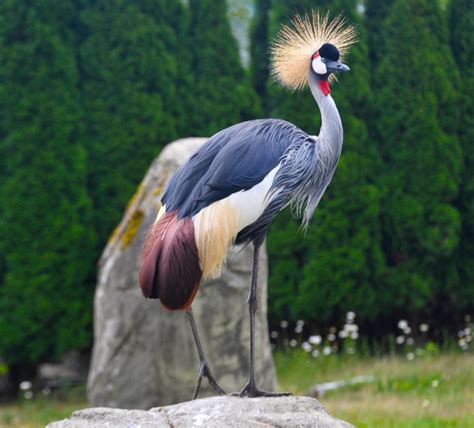 East African Crowned Crane - Cougar Mountain Zoo