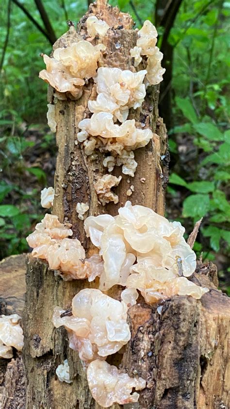 Jelly Fungi - Basidiomycota - Vic's Tree Service - Uncategorized