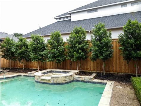 pool privacy landscaping ideas - Milford Weatherly