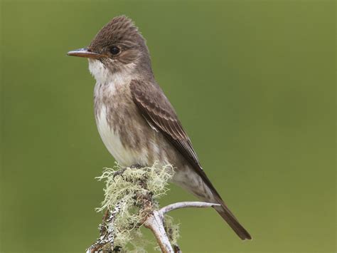 Birds - Yosemite National Park