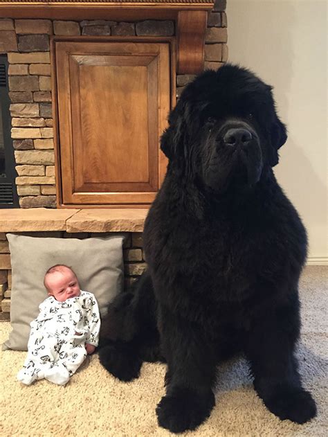 People Are Posting Funny And Cute Photos Of Their Newfoundlands, And It ...