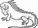 Iguana Coloring Pages Printable sketch template