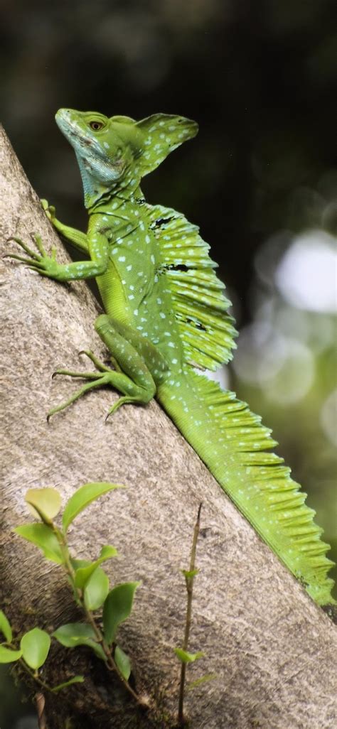 Weird looking green lizard (Basiliscus plumifrons) - About Wild Animals