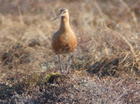 Bar-tailed Godwit | Bar-tailed Godwit Nome Alaska May 25,201… | davidpatick | Flickr