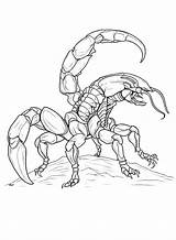 A Strong Scorpion Coloring Page  Free Printable Pages sketch template