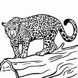 Coloring Pages Jaguar sketch template