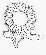 Sunflower coloring Pages  100 Free sketch template