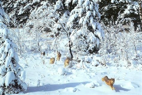 wolf pack in snow first nation | Wolf photos, Wolf pictures, Hunting wallpaper