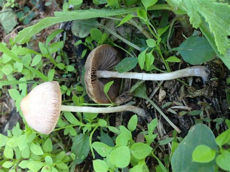 ID help , possible Panaeolus Cinctulus or Panaeolina foenisecii - Mushroom Hunting and ...