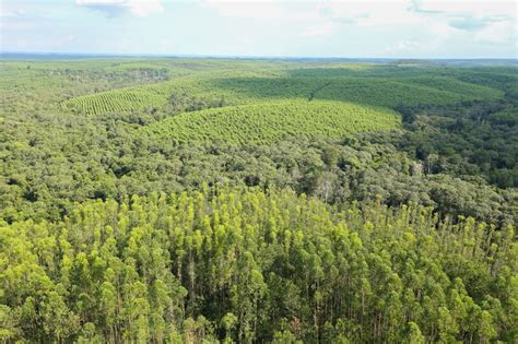 Pengelolaan Hutan Indonesia Jaga Keseimbangan Lingkungan Hidup - Forest ...