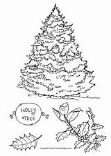 Evergreen Tree Coloring Page At GetColoringscom  Free Printable sketch template