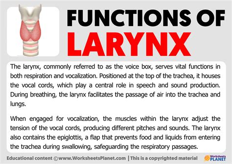 Functions of Larynx