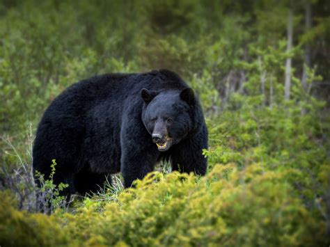 Black Bear - Newfoundland and Labrador, Canada