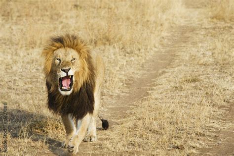 Lion roaring and walking in grass field Stock Photo | Adobe Stock