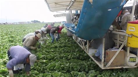 How Lettuce Gets Harvested - YouTube