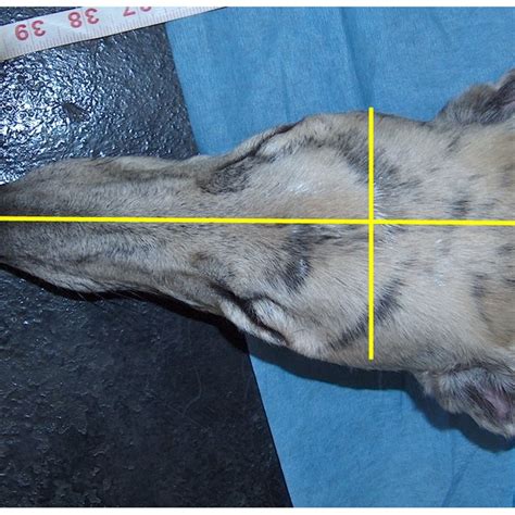 Cephalic Index Measurement. For measurement of the cephalic index,... | Download Scientific Diagram