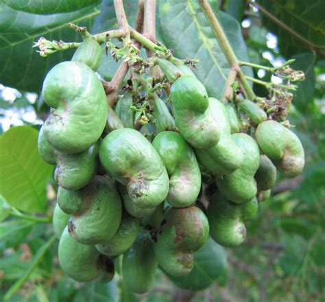 File:Young cashew nuts.jpg - Wikipedia, the free encyclopedia