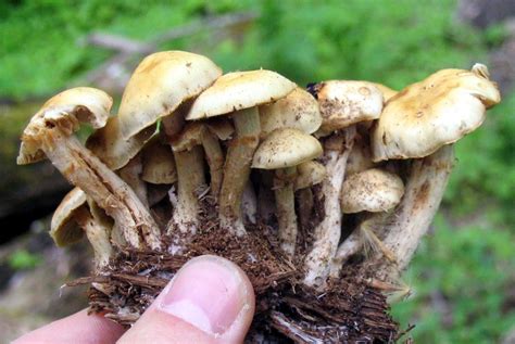 Blue-foot Psilocybe caerulipes [ovoideocystidiata] Found in Ohio [Fall fruit photo added 28NOV06 ...