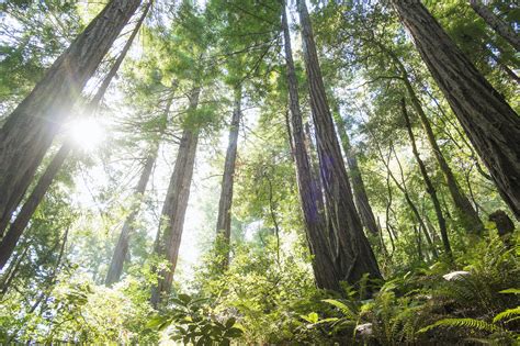 Muir Woods National Monument travel | California, USA - Lonely Planet