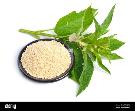 Sesame plant with flowers and seed isolated on white background Stock ...