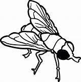 Fly Clipart Clip Bugs Bug Flies Insects Outline Flying Cliparts  sketch template