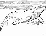 Humpback Whale Coloring Sheet sketch template