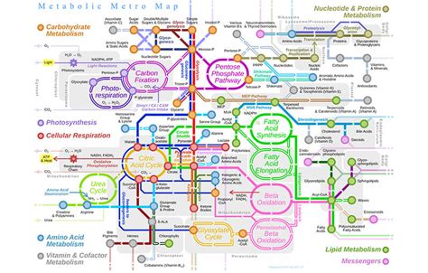 Metabolic Pathways - Canopy Biosciences