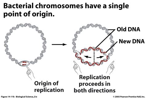 bacterial DNA Replication : Biological Science Picture Directory – Pulpbits.net