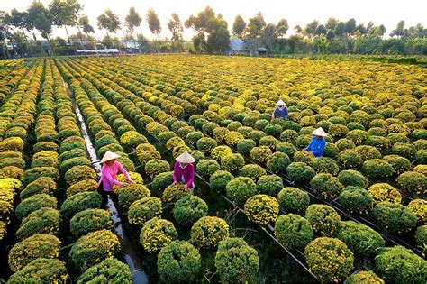 Sa Dec Flower Village, an attractive destination in Tet