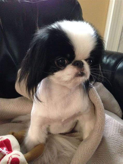 17+ Gorgeous Japanese Chin Haircuts Collection | Japanese chin dog ...