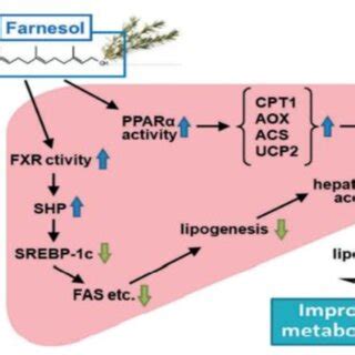 Consumption of farnesol controls glucose and lipid metabolism Sources ...