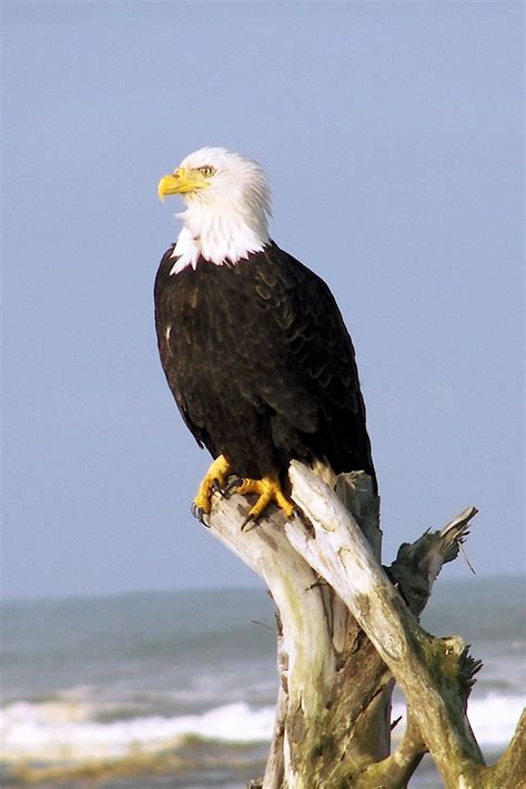 File:Eagle on roots - crop 3 (430008061).jpg - Wikimedia Commons
