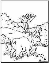Caribou Coloring Pages  ColoringBay sketch template